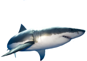 Shark PNG-18817